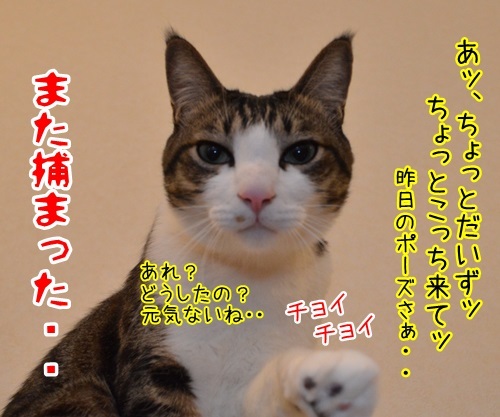 めんどうなのよッ　猫の写真で４コマ漫画　４コマ目ッ