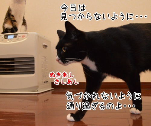 めんどうなのよッ　猫の写真で４コマ漫画　３コマ目ッ