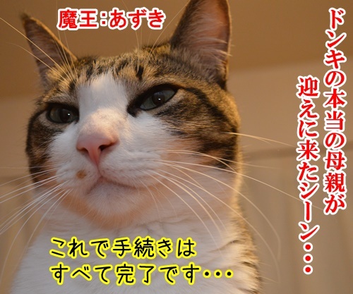 明日、ママがいない　其の二　猫の写真で４コマ漫画　１コマ目ッ