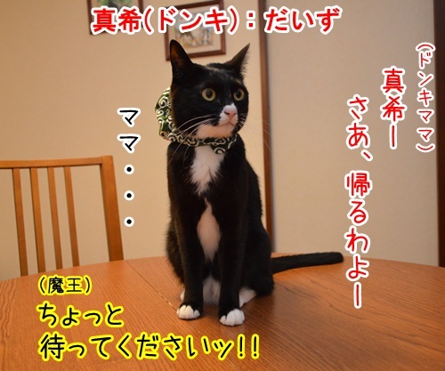 明日、ママがいない　其の二　猫の写真で４コマ漫画　２コマ目ッ