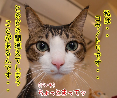 明日、ママがいない　其の二　猫の写真で４コマ漫画　３コマ目ッ