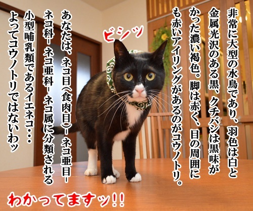 明日、ママがいない　其の二　猫の写真で４コマ漫画　４コマ目ッ