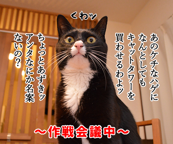 作戦会議　猫の写真で４コマ漫画　１コマ目ッ