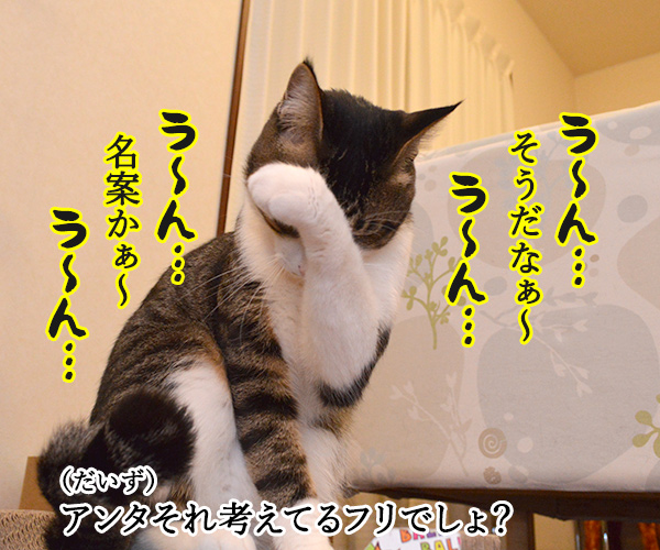 作戦会議　猫の写真で４コマ漫画　２コマ目ッ