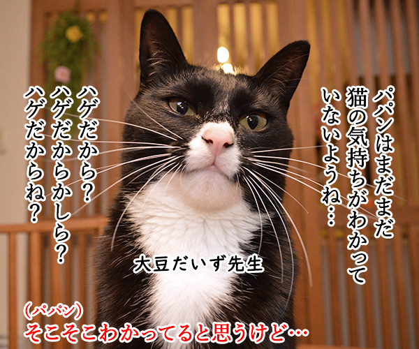 教えてッ　だいず先生ッ　其の一　猫の写真で４コマ漫画　１コマ目ッ