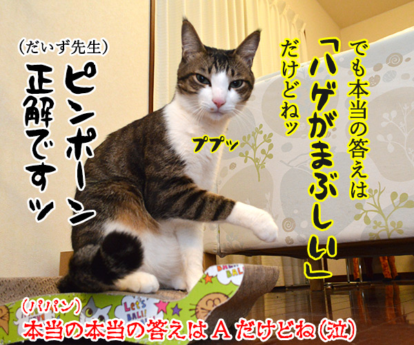 教えてッ　だいず先生ッ　其の一　猫の写真で４コマ漫画　４コマ目ッ