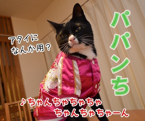 ひとりアド街コレクション　猫の写真で４コマ漫画　３コマ目ッ