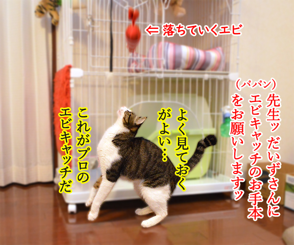 エビキャッチ　其の四　猫の写真で４コマ漫画　１コマ目ッ