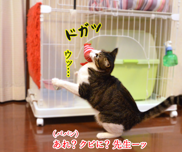 エビキャッチ　其の四　猫の写真で４コマ漫画　２コマ目ッ