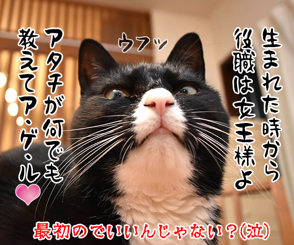 新人あいさつ　猫の写真で４コマ漫画　４コマ目ッ