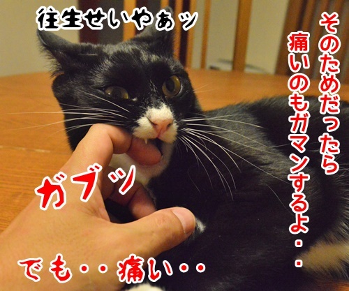 パパンのひとりごと　猫の写真で４コマ漫画　４コマ目ッ