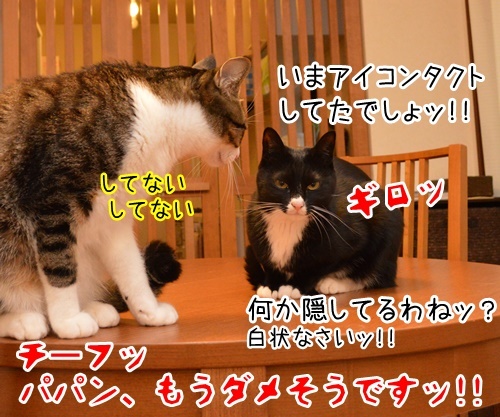 出来レース　猫の写真で４コマ漫画　４コマ目ッ