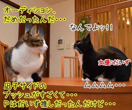 出来レース　猫の写真で４コマ漫画　２コマ目ッ