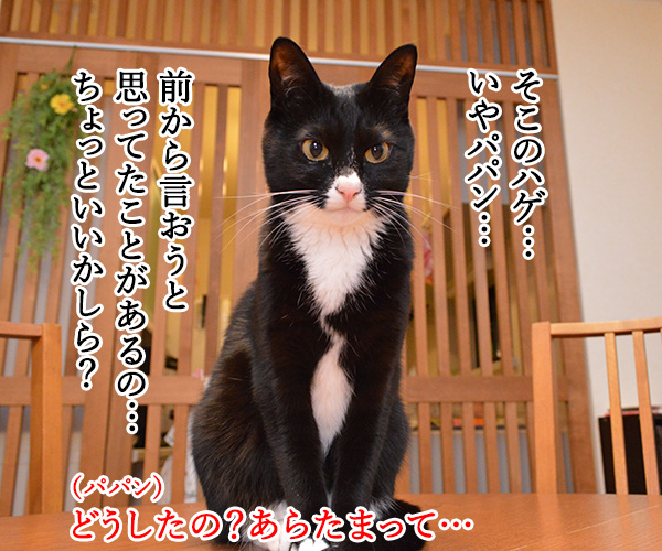 言いたいことがあるの　猫の写真で４コマ漫画　１コマ目ッ