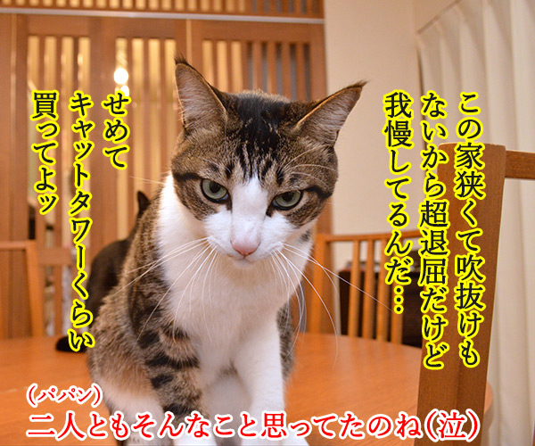 言いたいことがあるの　猫の写真で４コマ漫画　３コマ目ッ