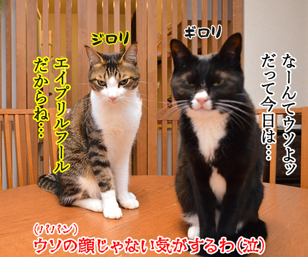 言いたいことがあるの　猫の写真で４コマ漫画　４コマ目ッ