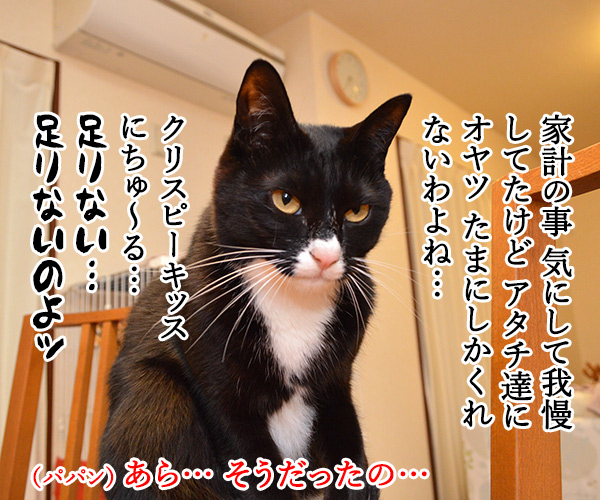 言いたいことがあるの　猫の写真で４コマ漫画　２コマ目ッ