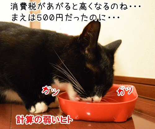 消費増税　猫の写真で４コマ漫画　３コマ目ッ