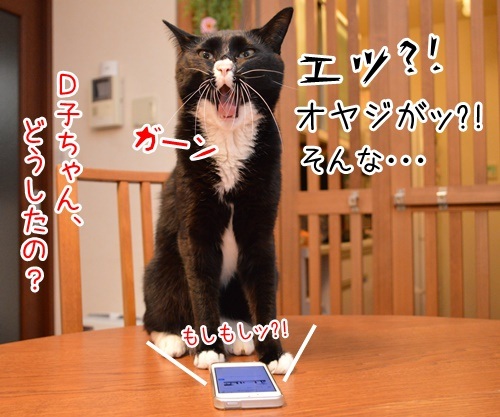 Ｄ子さん　その後　其の二　猫の写真で４コマ漫画　２コマ目ッ