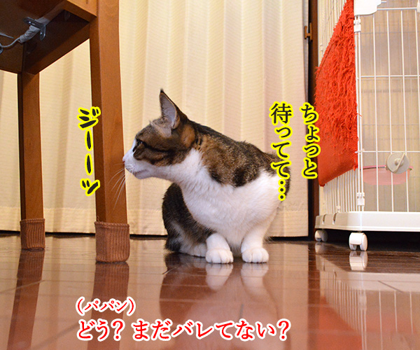 やっちゃった　猫の写真で４コマ漫画　３コマ目ッ