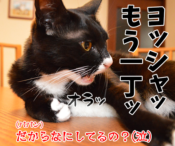 なにするの？　猫の写真で４コマ漫画　４コマ目ッ