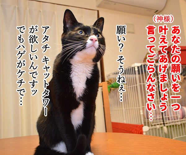 神様…　お願い…　猫の写真で４コマ漫画　２コマ目ッ