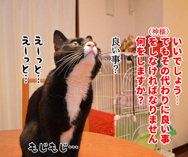 神様…　お願い…　猫の写真で４コマ漫画　３コマ目ッ