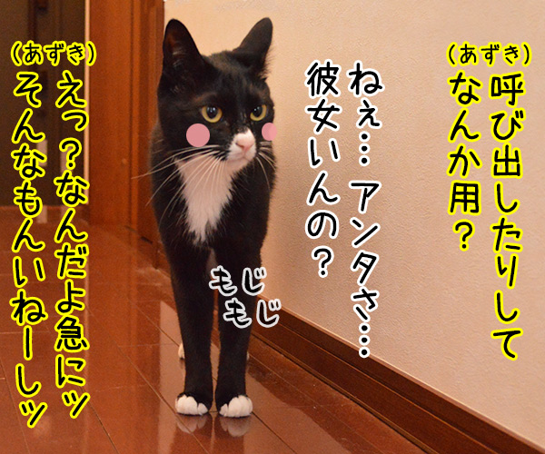 呼び出されて　猫の写真で４コマ漫画　２コマ目ッ