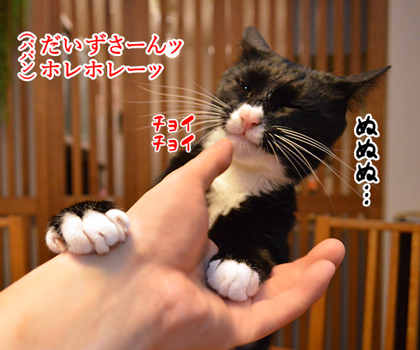 いつものやつ　やるわよッ　猫の写真で４コマ漫画　１コマ目ッ