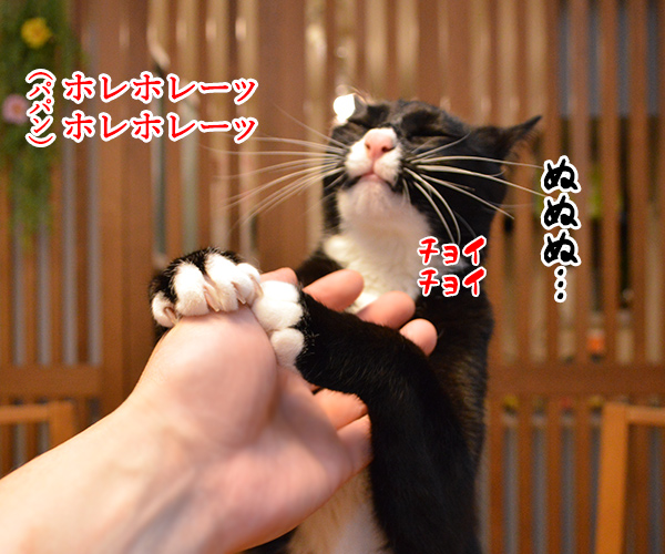 いつものやつ、やります　猫の写真で４コマ漫画　２コマ目ッ