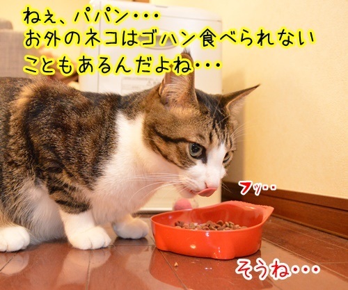 感謝のキモチ　猫の写真で４コマ漫画　２コマ目ッ