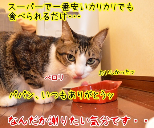 感謝のキモチ　猫の写真で４コマ漫画　４コマ目ッ