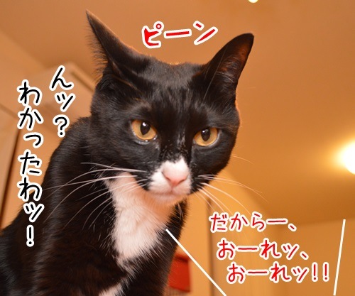 オレオレ詐欺　猫の写真で４コマ漫画　３コマ目ッ