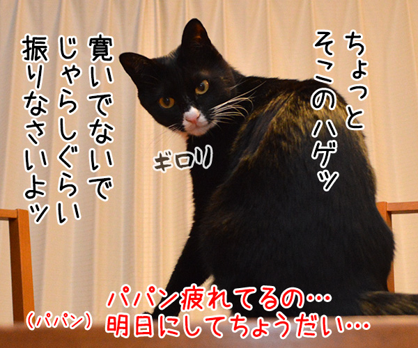 たいくつなのよッ　猫の写真で４コマ漫画　２コマ目ッ