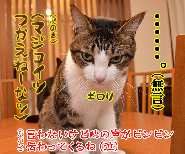 たいくつなのよッ　猫の写真で４コマ漫画　４コマ目ッ