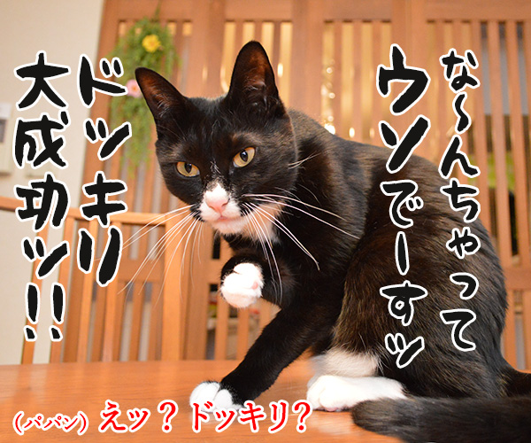 カラダがだるいの　猫の写真で４コマ漫画　３コマ目ッ