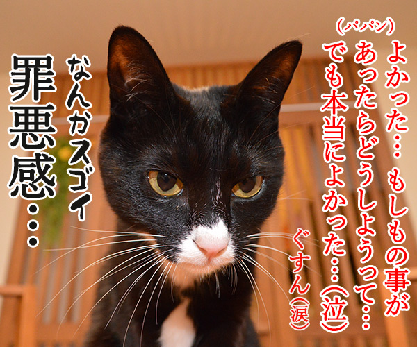 カラダがだるいの　猫の写真で４コマ漫画　４コマ目ッ