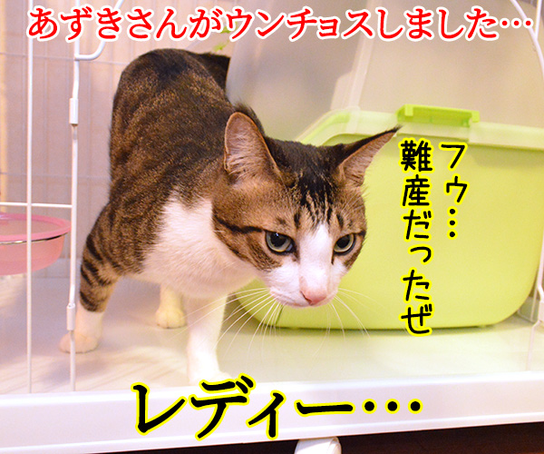 ウンチョスの後は…　猫の写真で４コマ漫画　１コマ目ッ