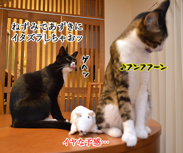 いたずらしちゃおッ　猫の写真で４コマ漫画　１コマ目ッ