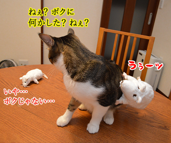 いたずらしちゃおッ　猫の写真で４コマ漫画　４コマ目ッ