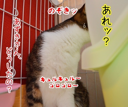 来たなッ　猫の写真で４コマ漫画　３コマ目ッ