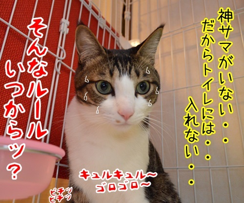 来たなッ　猫の写真で４コマ漫画　４コマ目ッ