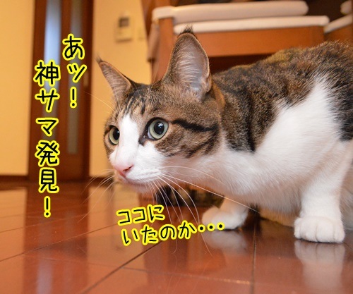 神サマ発見ッ　猫の写真で４コマ漫画　１コマ目ッ