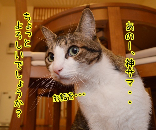 神サマ発見ッ　猫の写真で４コマ漫画　２コマ目ッ