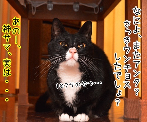 神サマ発見ッ　猫の写真で４コマ漫画　３コマ目ッ