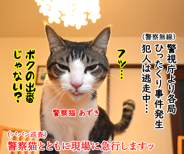 警察猫　あずき　猫の写真で４コマ漫画　１コマ目ッ