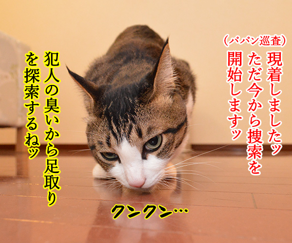 警察猫　あずき　猫の写真で４コマ漫画　２コマ目ッ