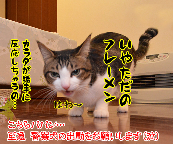 警察猫　あずき　猫の写真で４コマ漫画　４コマ目ッ