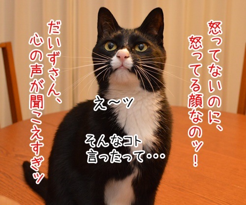 怒ってなどいない！！　其の二　猫の写真で４コマ漫画　２コマ目ッ