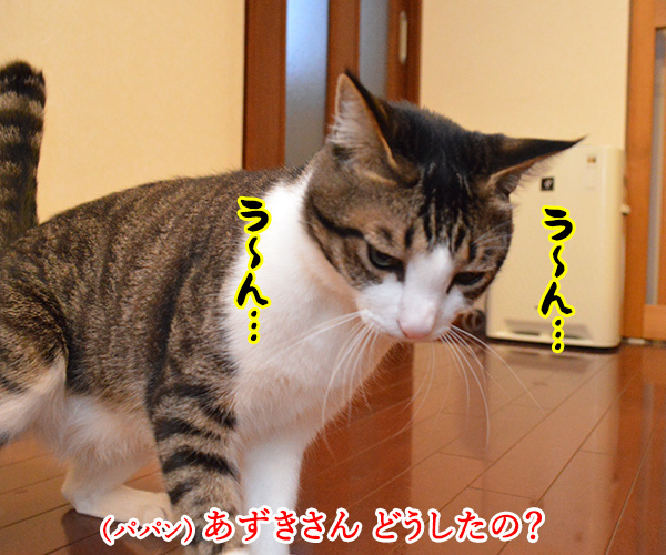 背筋がゾクゾクするのはカゼかしら？　猫の写真で４コマ漫画　１コマ目ッ